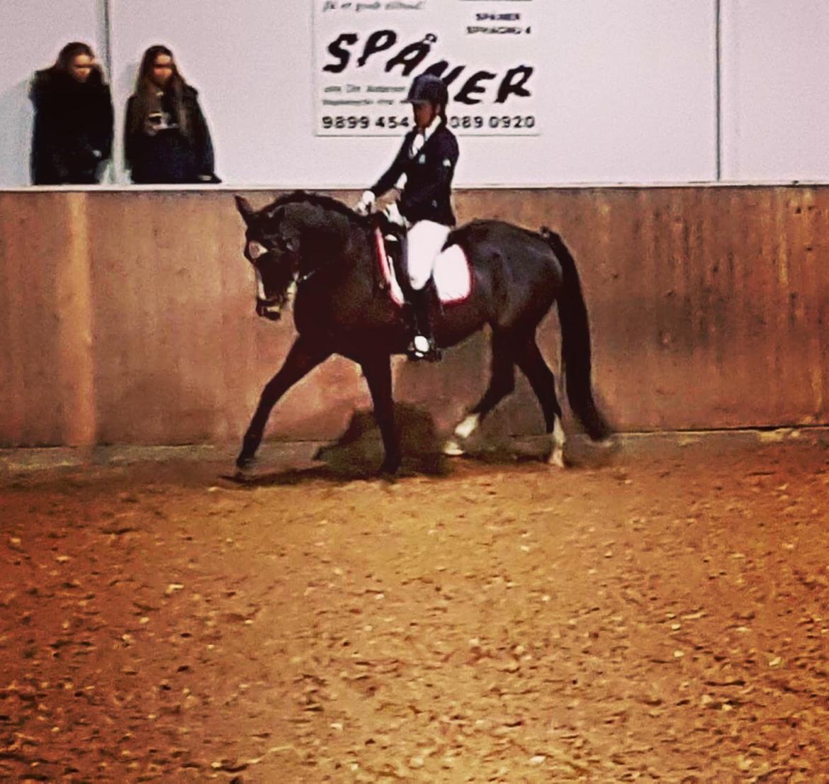 Dansk Varmblod Rozquikkie sonéca billede 9