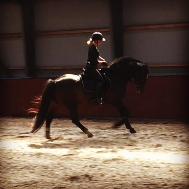 Dansk Varmblod Rozquikkie sonéca billede 8