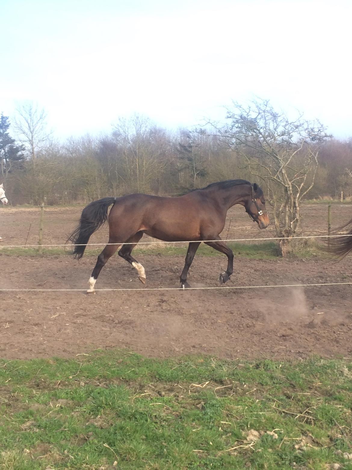 Dansk Varmblod Rozquikkie sonéca billede 11