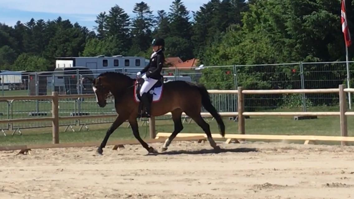 Dansk Varmblod Rozquikkie sonéca billede 14