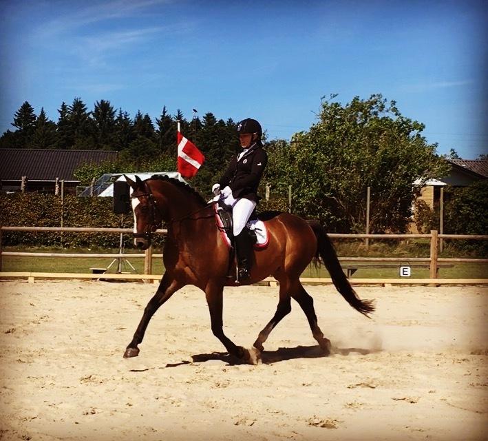 Dansk Varmblod Rozquikkie sonéca billede 15