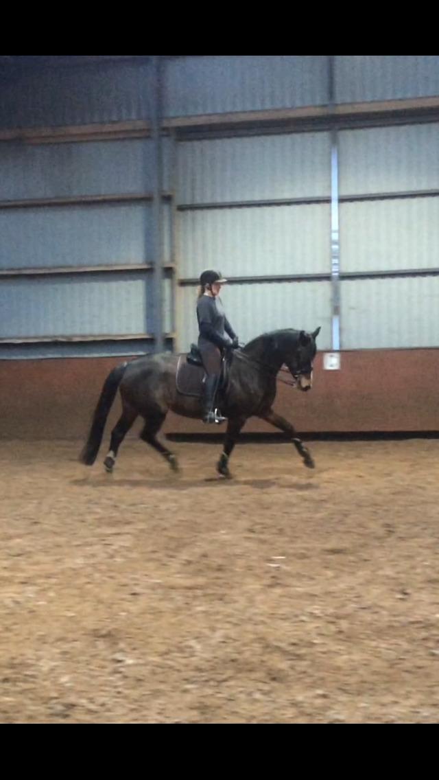 Dansk Varmblod Rozquikkie sonéca billede 10