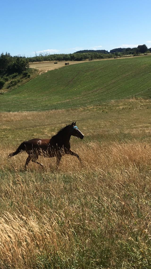 Dansk Varmblod Rozquikkie sonéca billede 17