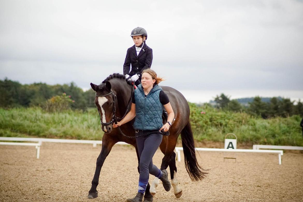 Dansk Varmblod Rozquikkie sonéca billede 19