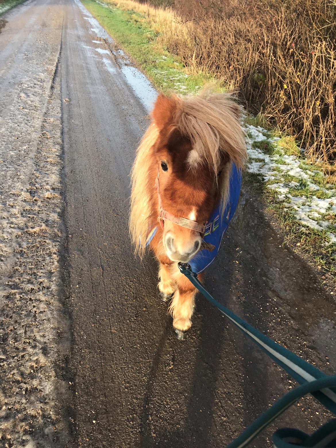 Anden særlig race Locky Star billede 6