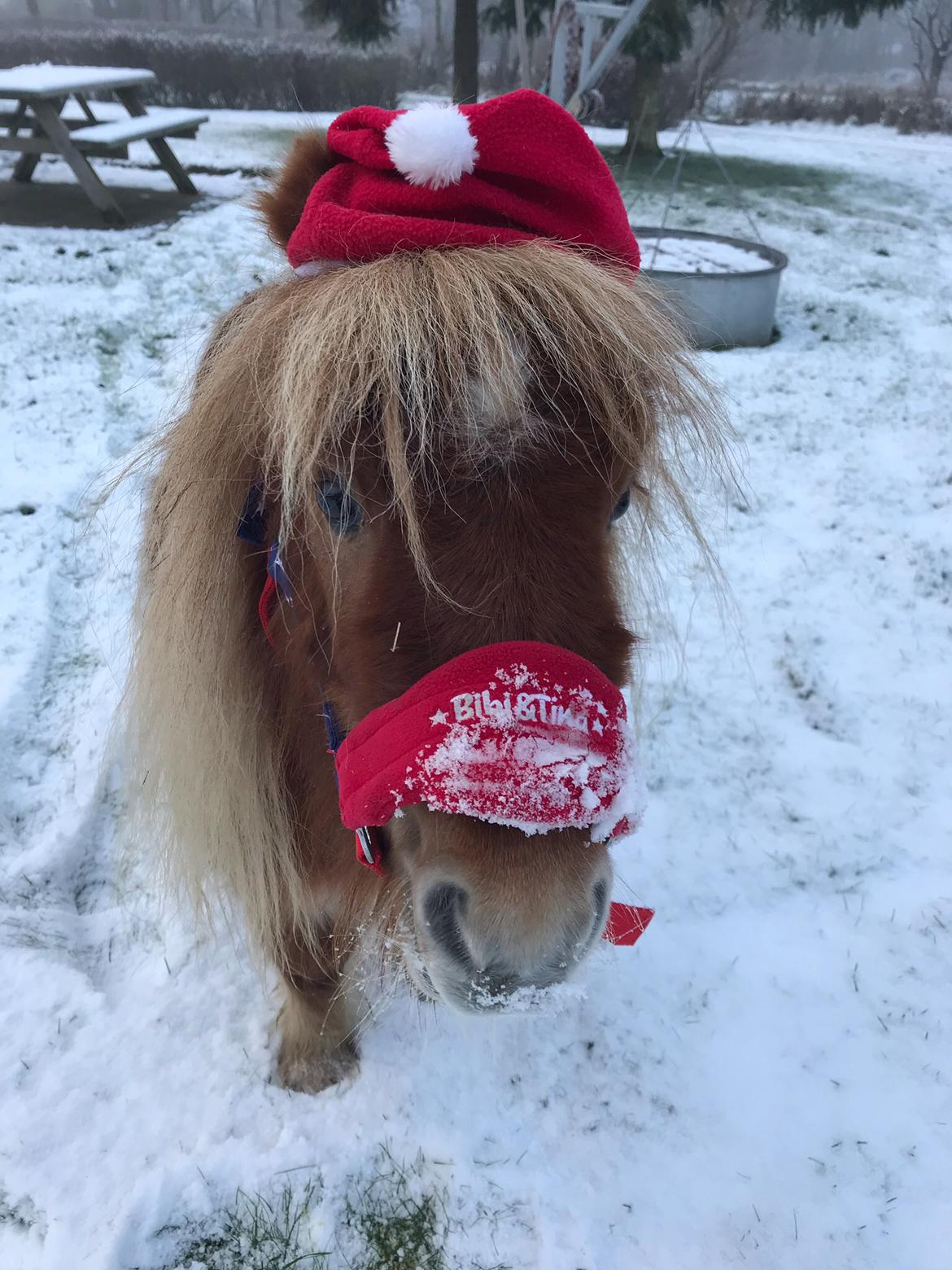 Anden særlig race Locky Star billede 8