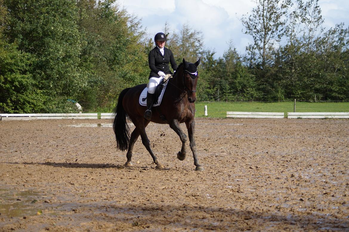 Oldenborg Cornett  billede 6