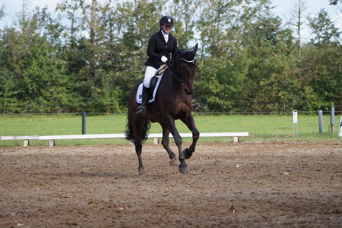 Oldenborg Cornett  billede 14