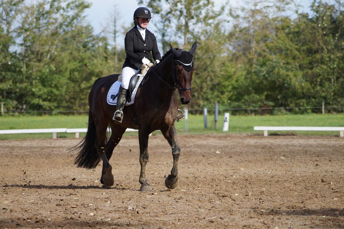 Oldenborg Cornett  billede 27