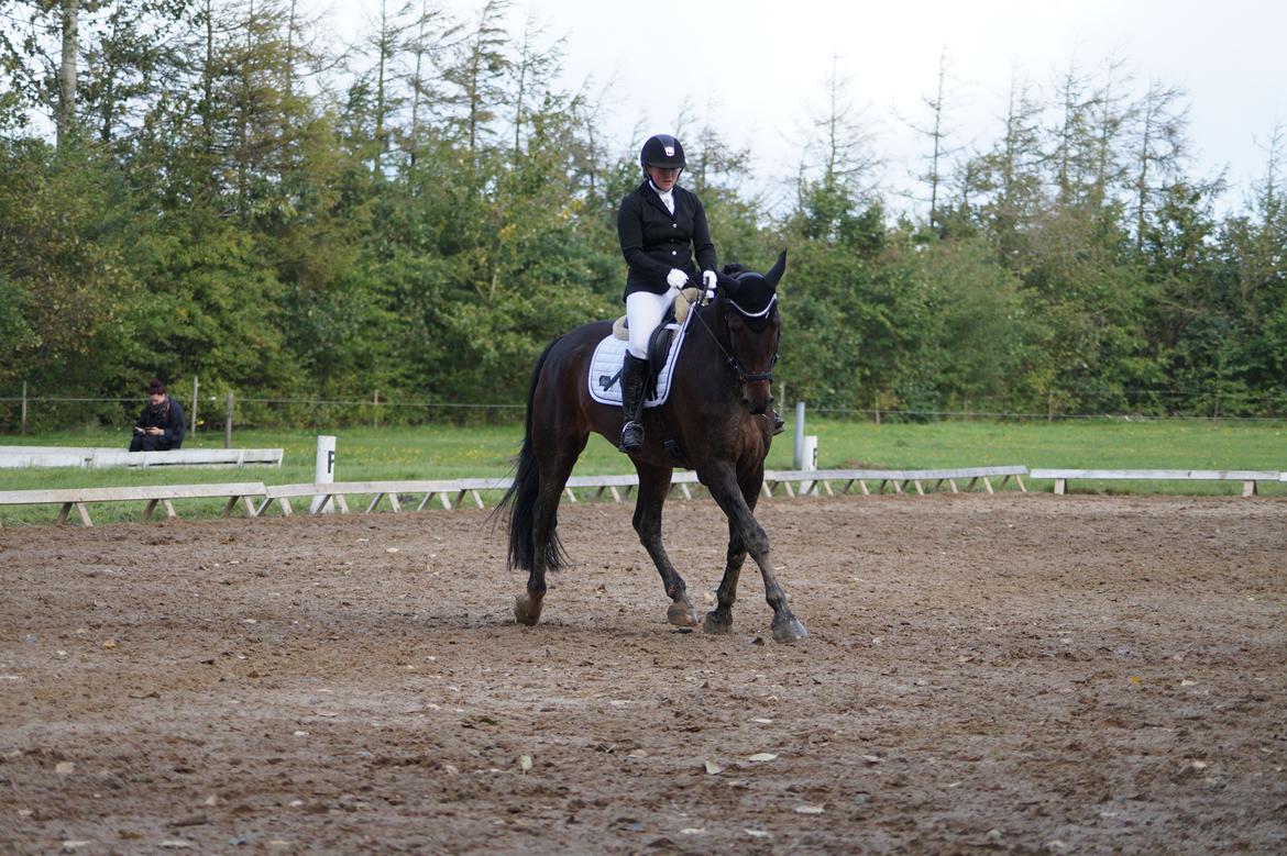 Oldenborg Cornett  billede 22