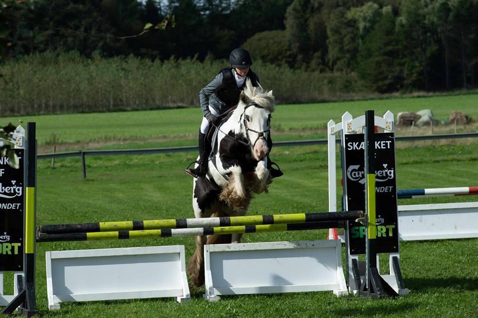 Irish Cob Whiteface (Gypsy) - Part - Militarystævne LOR 22/9-18 Foto: Jimmy Leen Friis billede 11