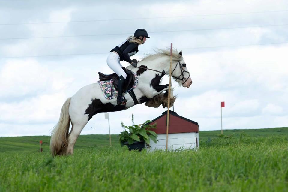 Irish Cob Whiteface (Gypsy) - Part - Militarystævne LOR 23/9-18 Foto: Jimmy Leen Friis billede 8