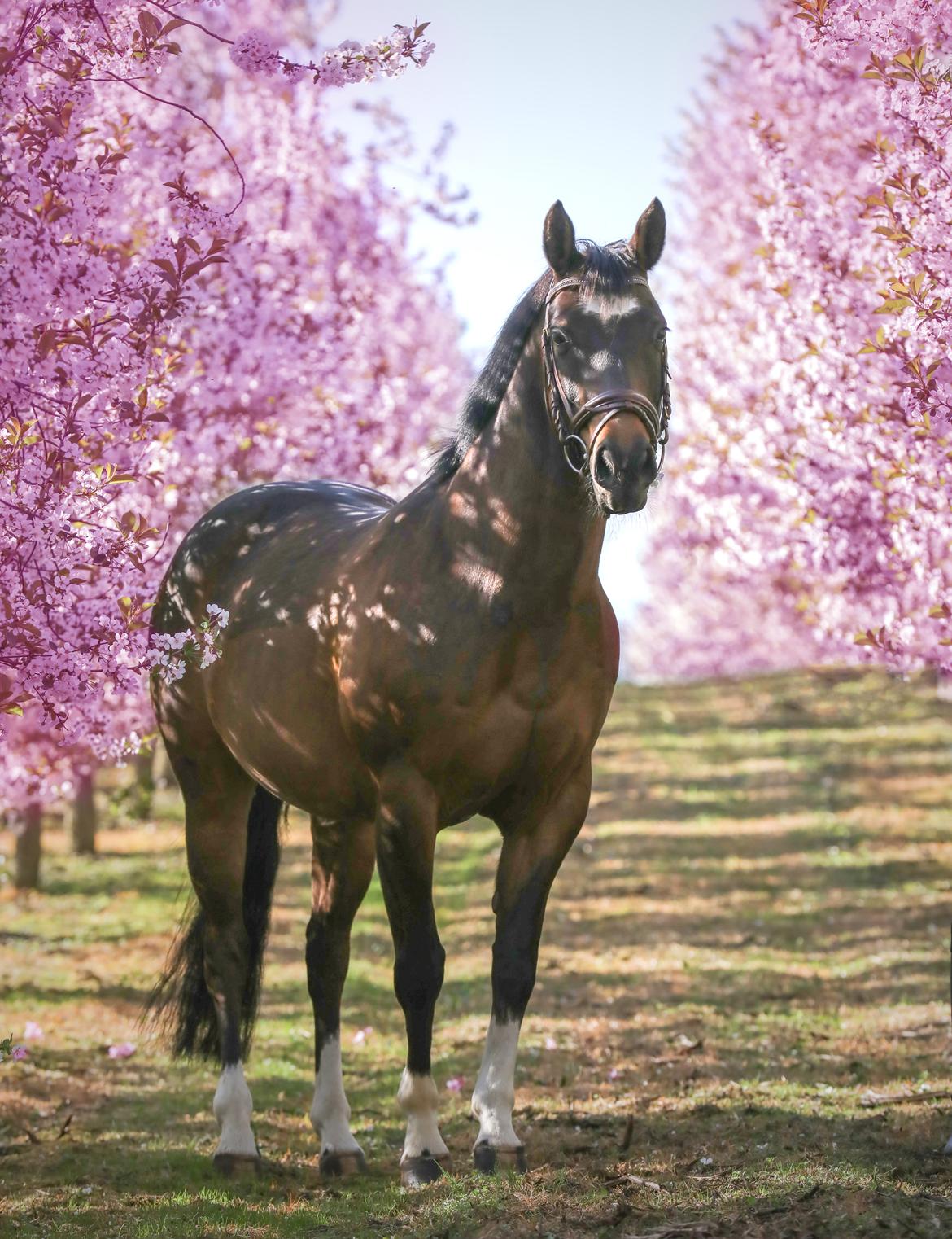 DSP Præst's zedan billede 4