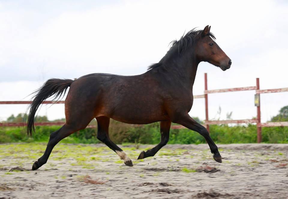 Knabstrupper Jamaicas drøm billede 1