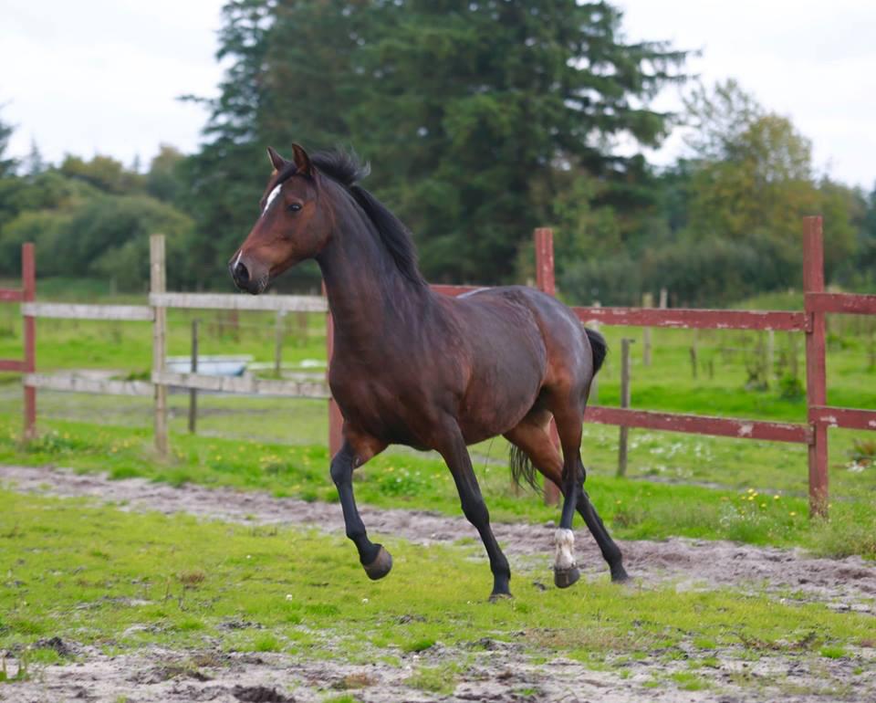 Knabstrupper Jamaicas drøm billede 2