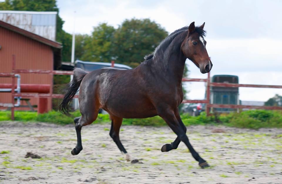 Knabstrupper Jamaicas drøm billede 6