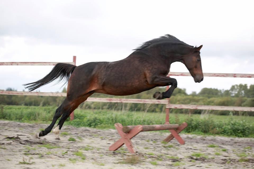 Knabstrupper Jamaicas drøm billede 13