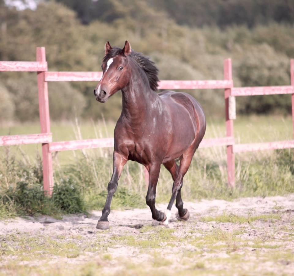 Knabstrupper Jamaicas drøm billede 11