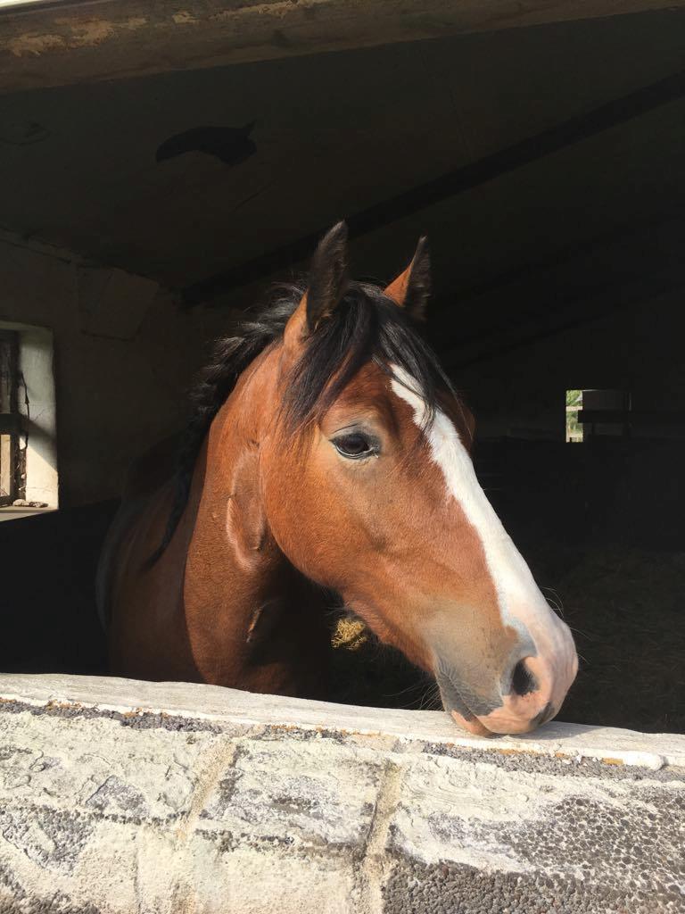 Welsh Pony af Cob-type (sec C) Flynn Rider billede 18