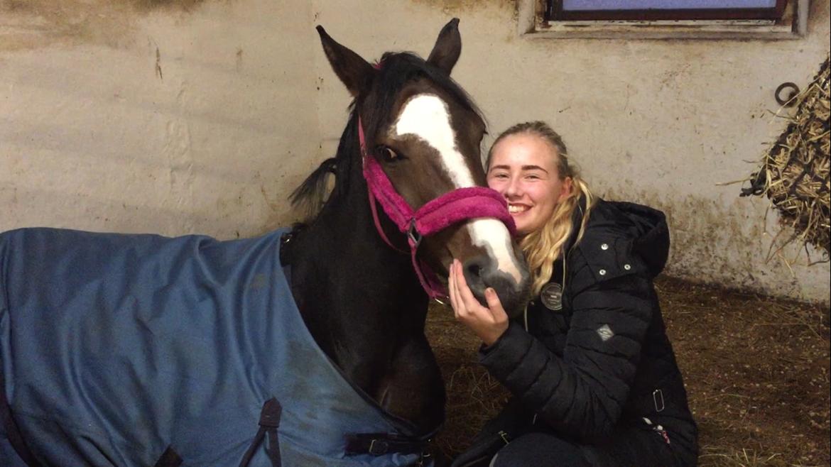 Dansk Varmblod Sif Gårdbo billede 11