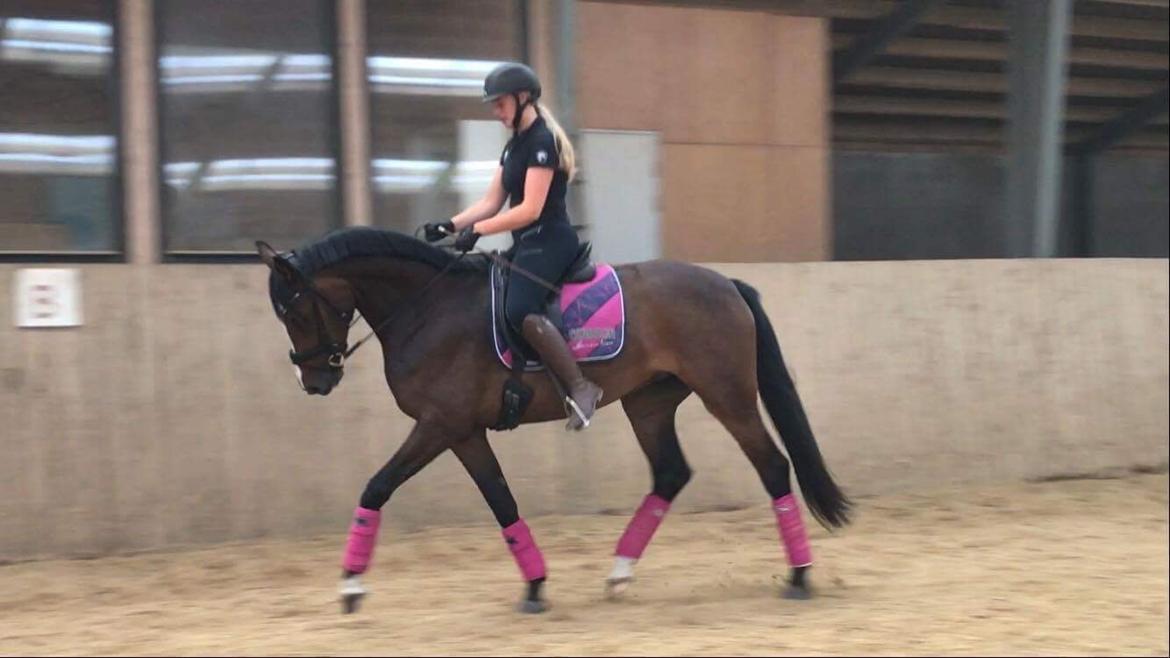 Dansk Varmblod Sif Gårdbo billede 8