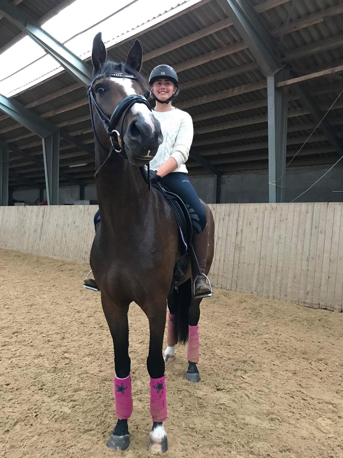 Dansk Varmblod Sif Gårdbo billede 12