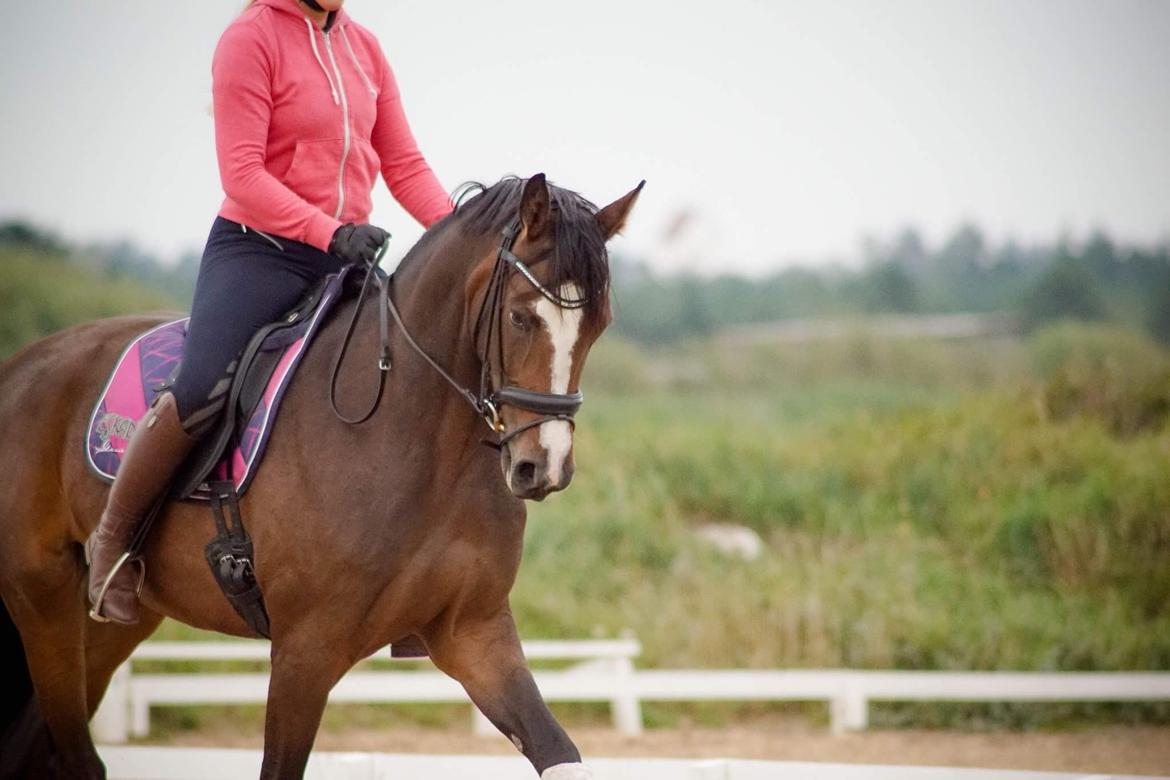 Dansk Varmblod Sif Gårdbo billede 4