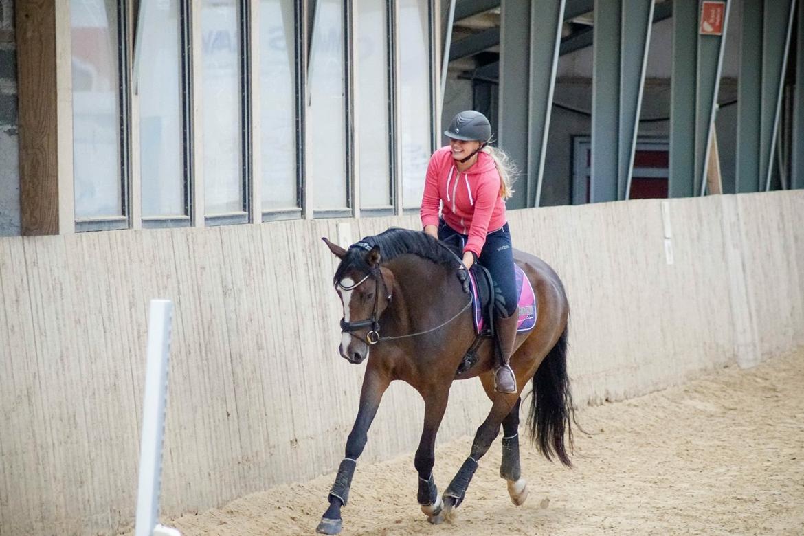 Dansk Varmblod Sif Gårdbo billede 13