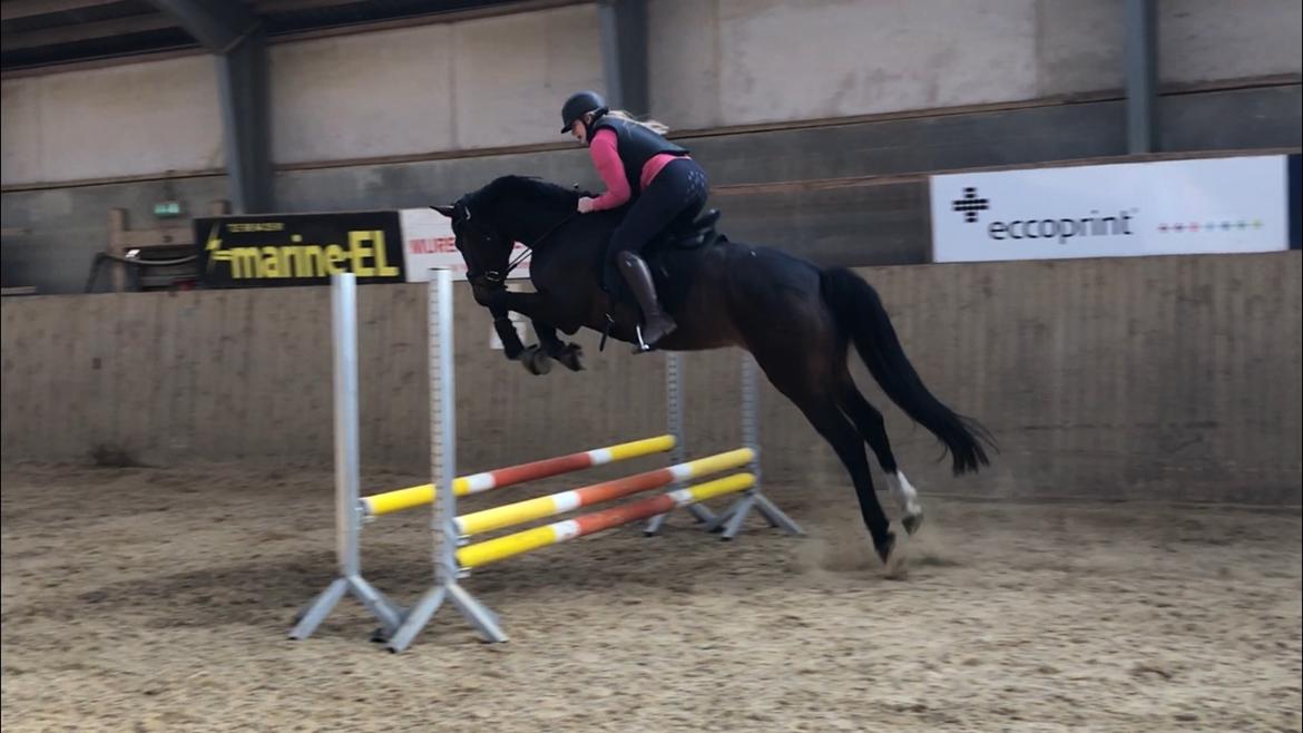 Dansk Varmblod Sif Gårdbo billede 14