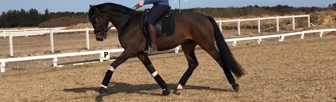 Dansk Varmblod Sif Gårdbo billede 16