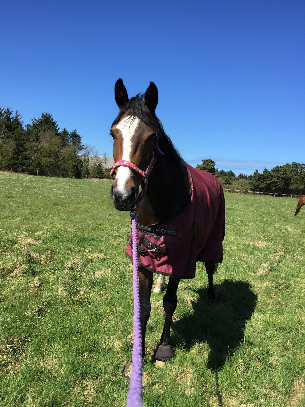 Dansk Varmblod Sif Gårdbo billede 10