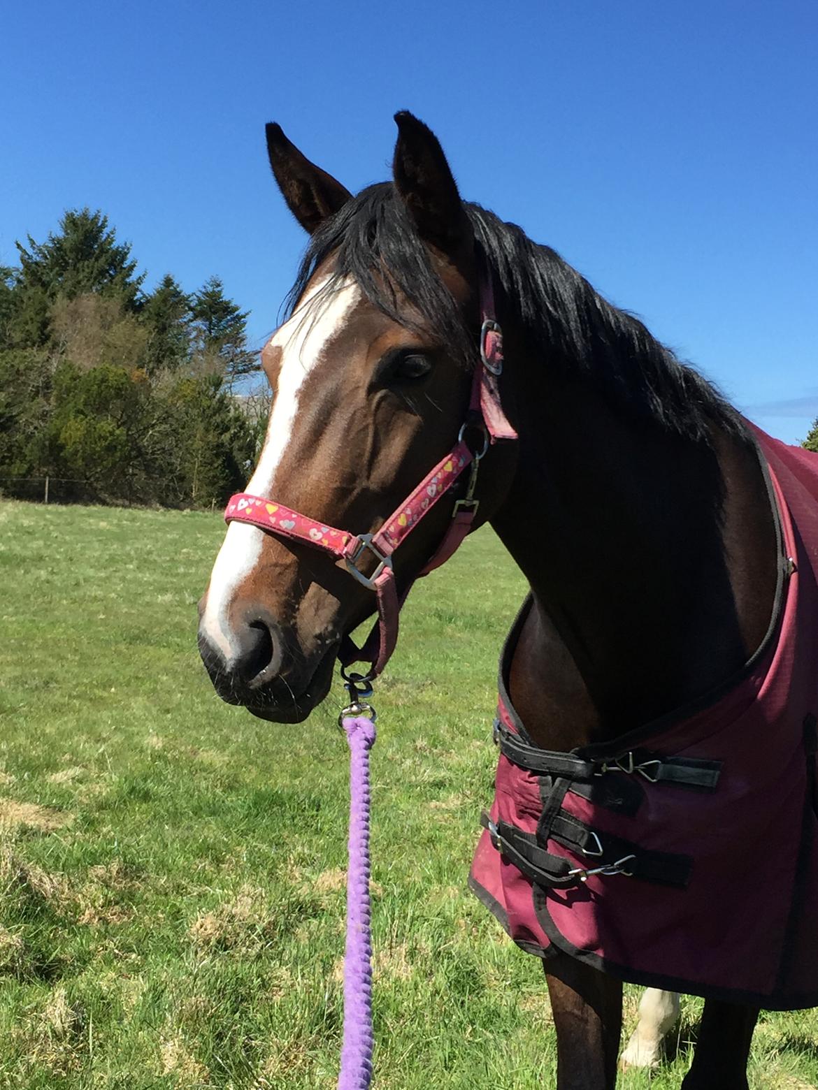 Dansk Varmblod Sif Gårdbo billede 1