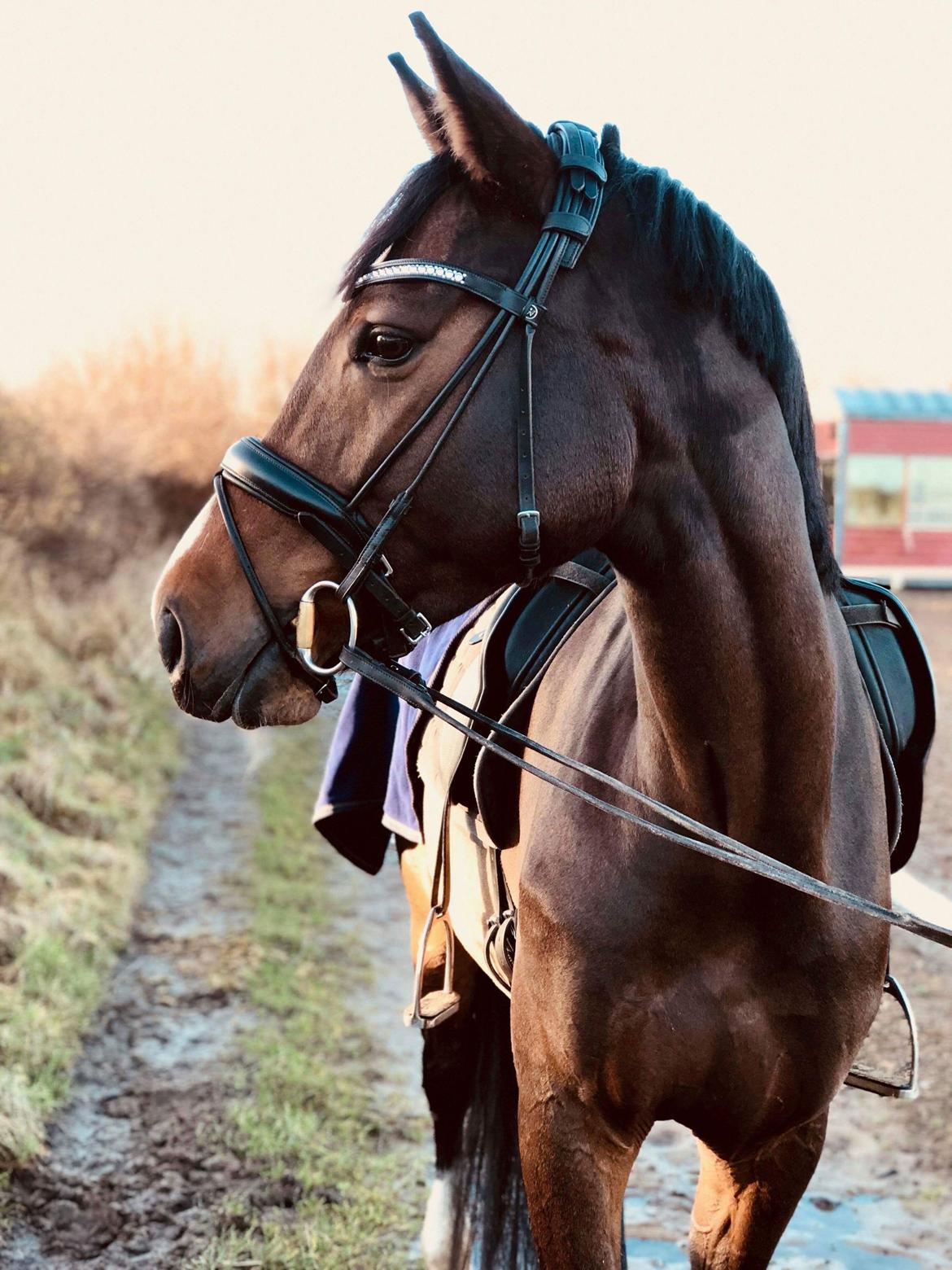 Dansk Varmblod Sif Gårdbo billede 2