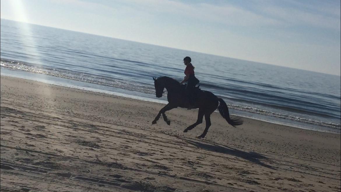 Dansk Varmblod Sif Gårdbo billede 9