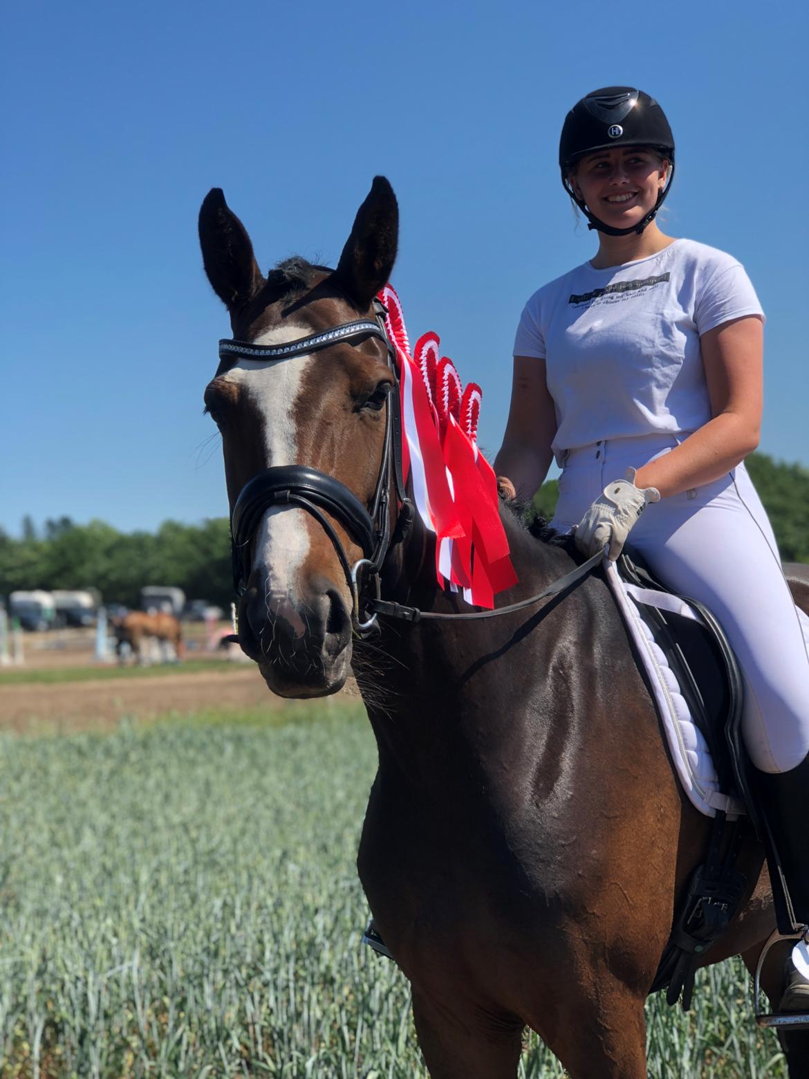 Dansk Varmblod Sif Gårdbo billede 3