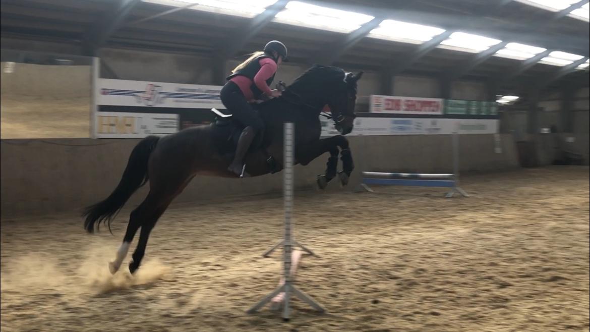 Dansk Varmblod Sif Gårdbo billede 15