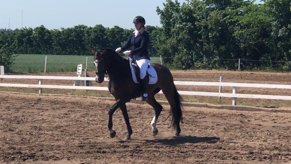 Dansk Varmblod Sif Gårdbo billede 7