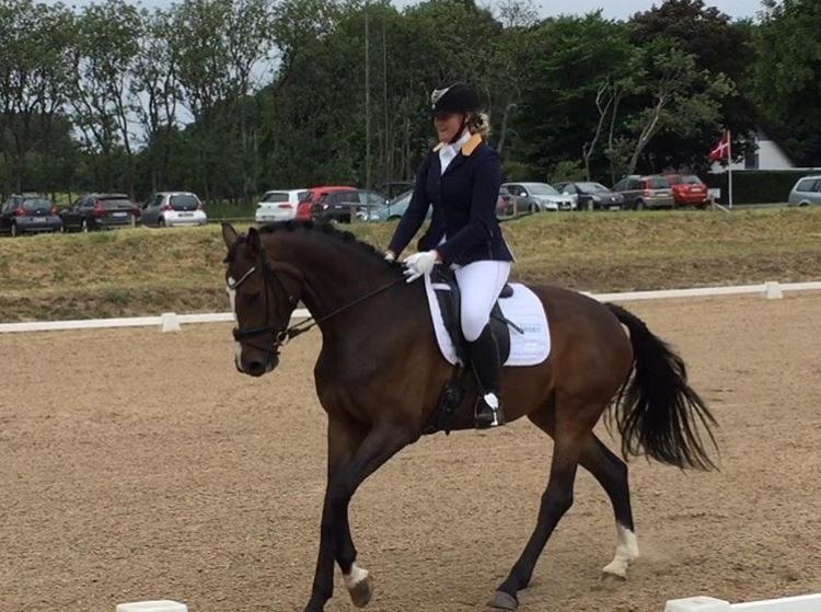 Dansk Varmblod Sif Gårdbo billede 6