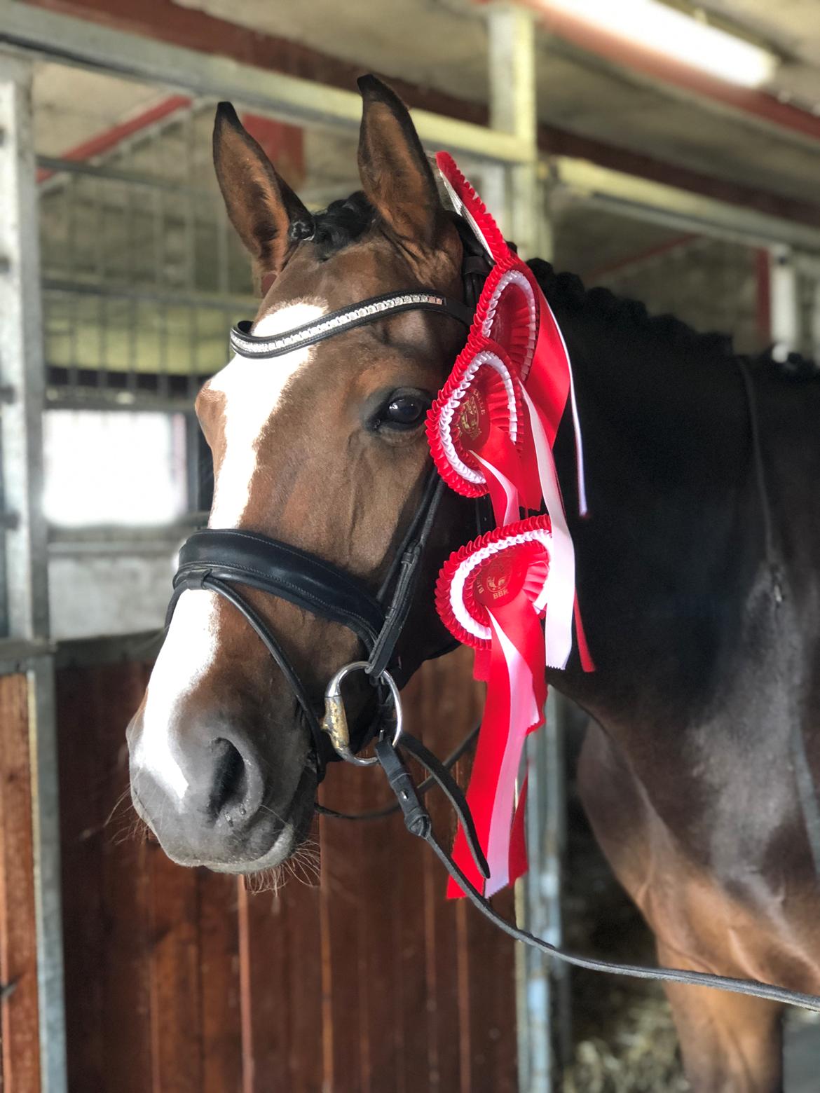 Dansk Varmblod Sif Gårdbo billede 5