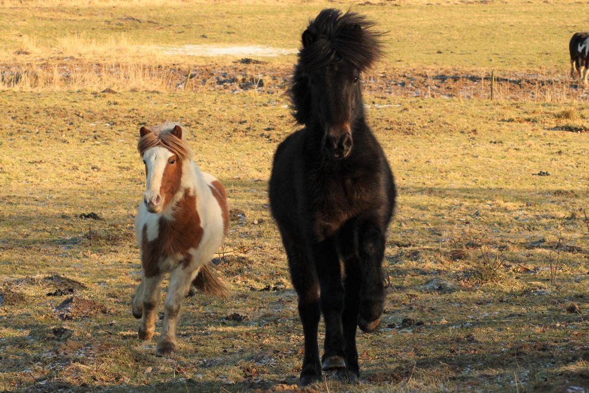 Islænder Eflir fra Vang billede 5