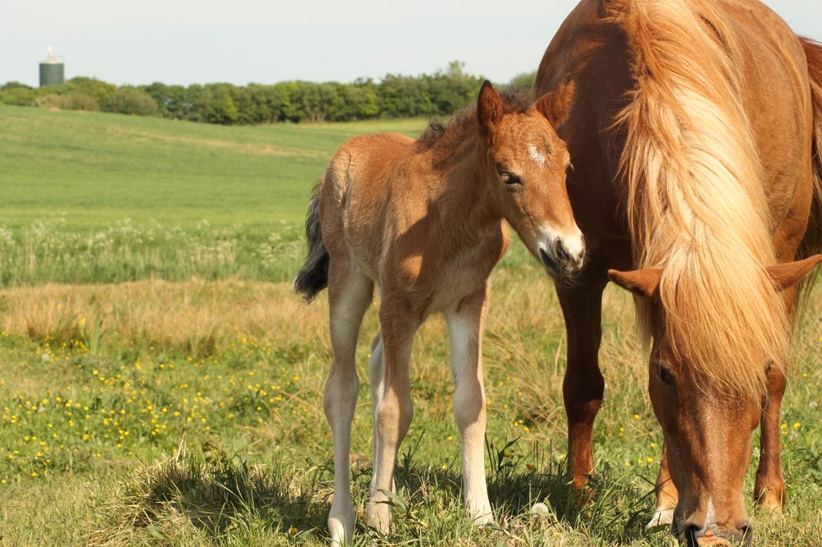 Islænder Sóley fra Espenhøj billede 20