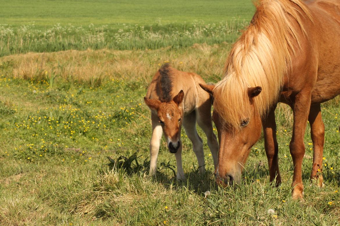 Islænder Sóley fra Espenhøj billede 9