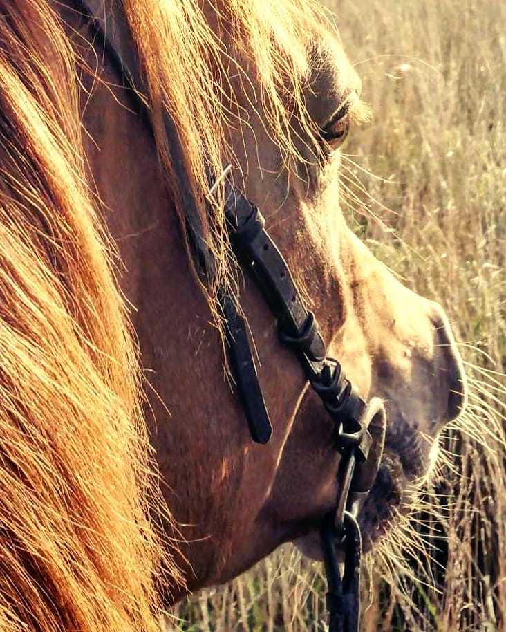 Arabisk fuldblod (OX) Ivalina Wind - d. 25 september 2018. terræn træning billede 8