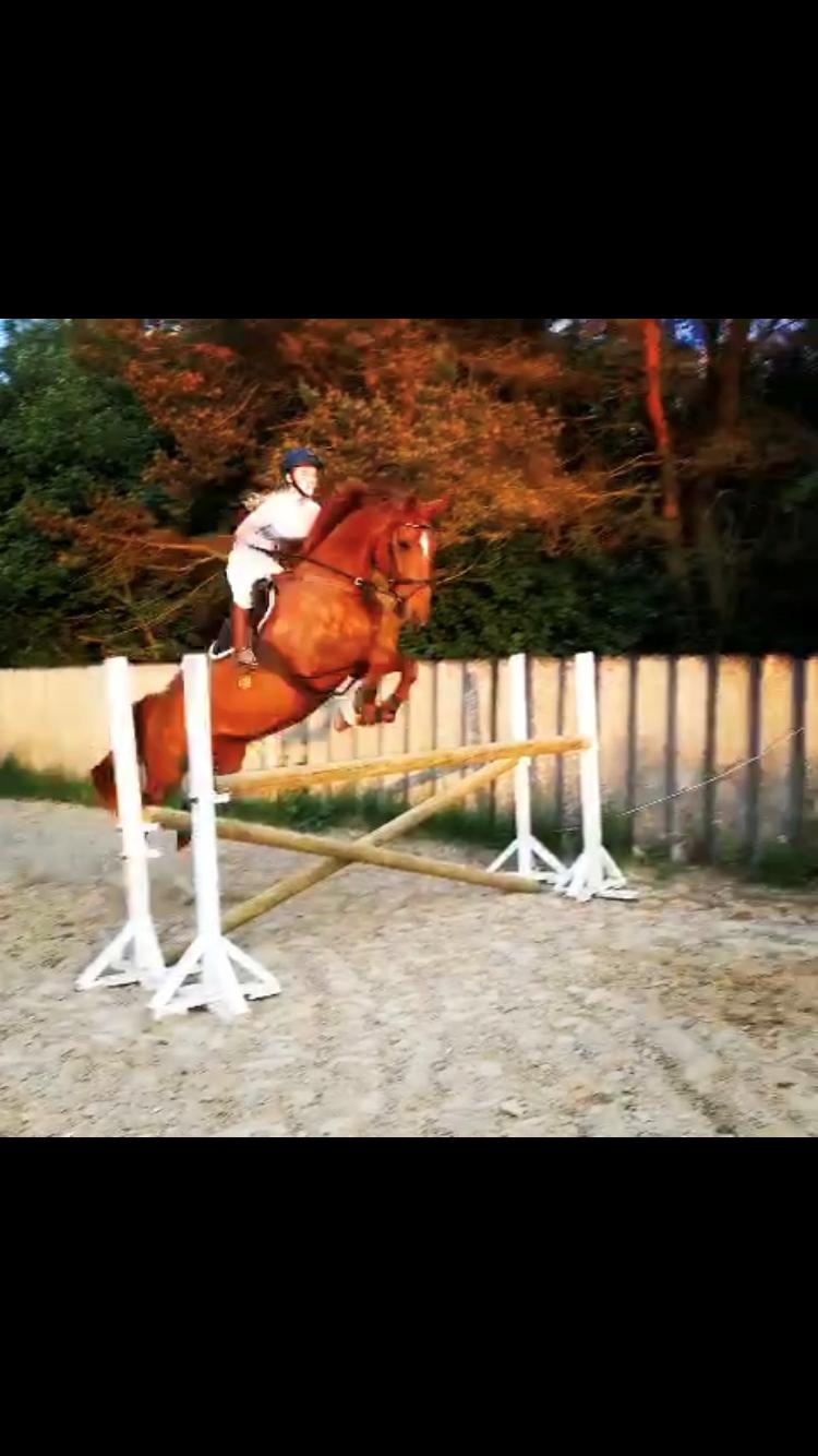 Anden særlig race Nekoline af Sulsted billede 2