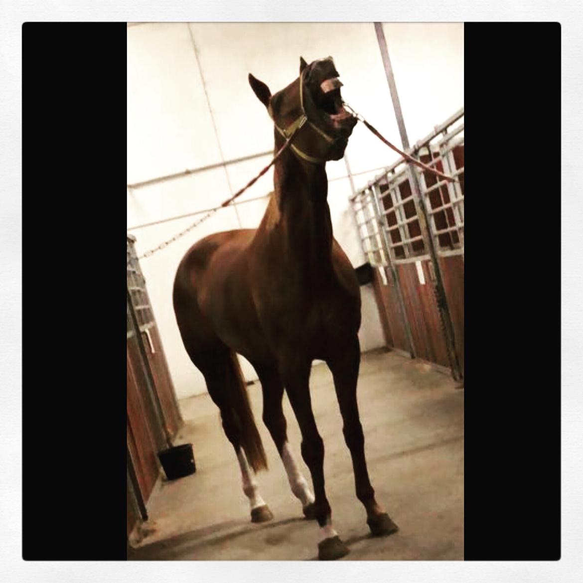 Anden særlig race Nekoline af Sulsted billede 4