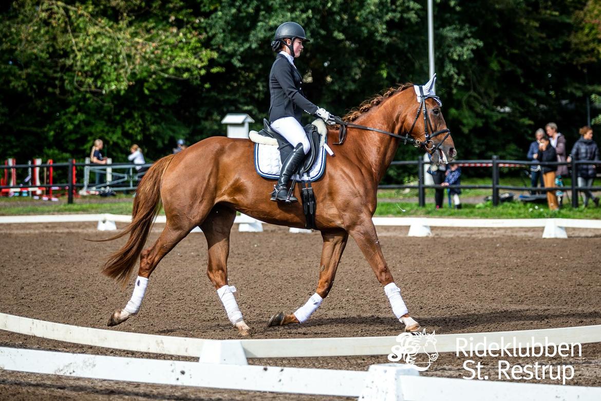 Anden særlig race Nekoline af Sulsted billede 3