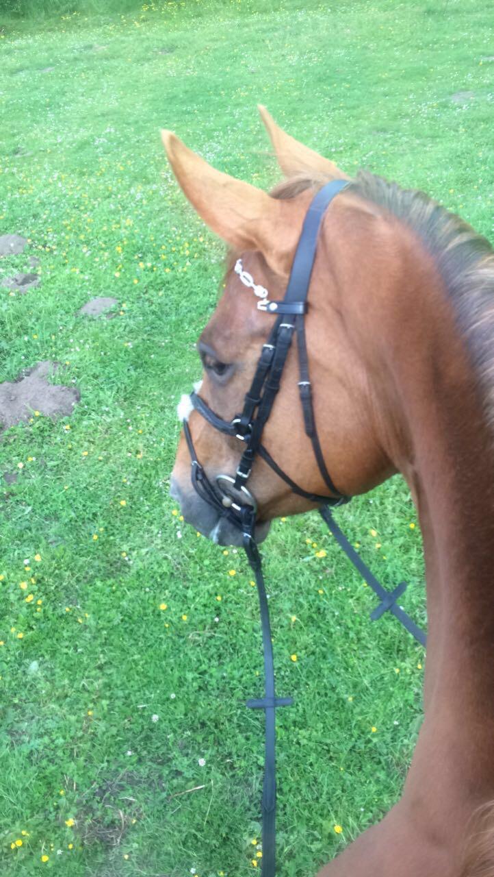 Anden særlig race Nekoline af Sulsted billede 6