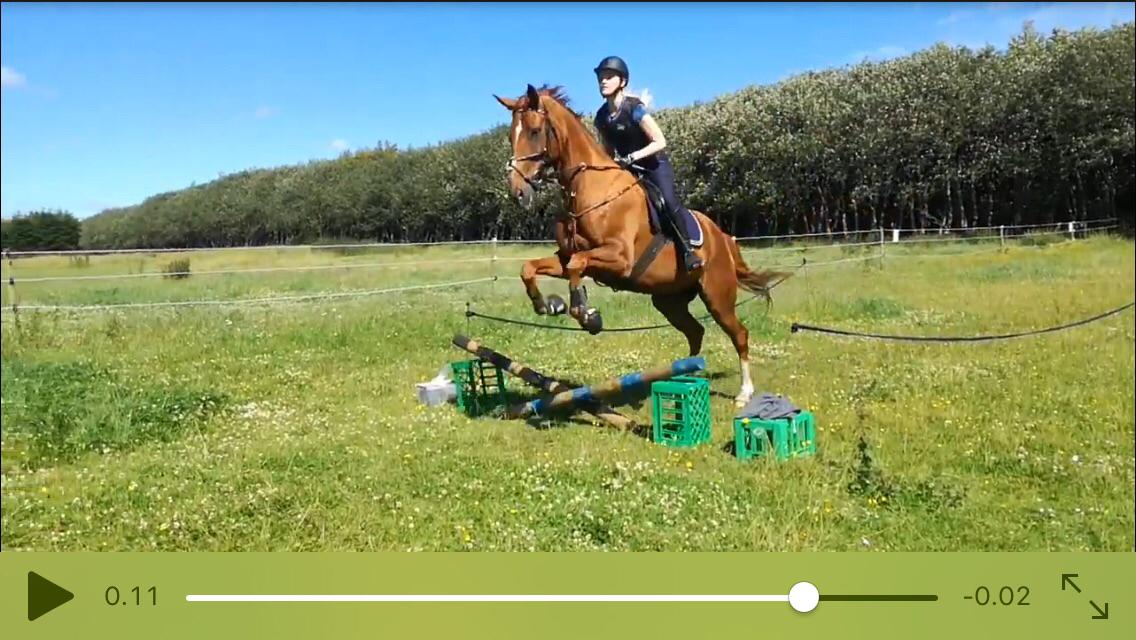Anden særlig race Nekoline af Sulsted billede 8