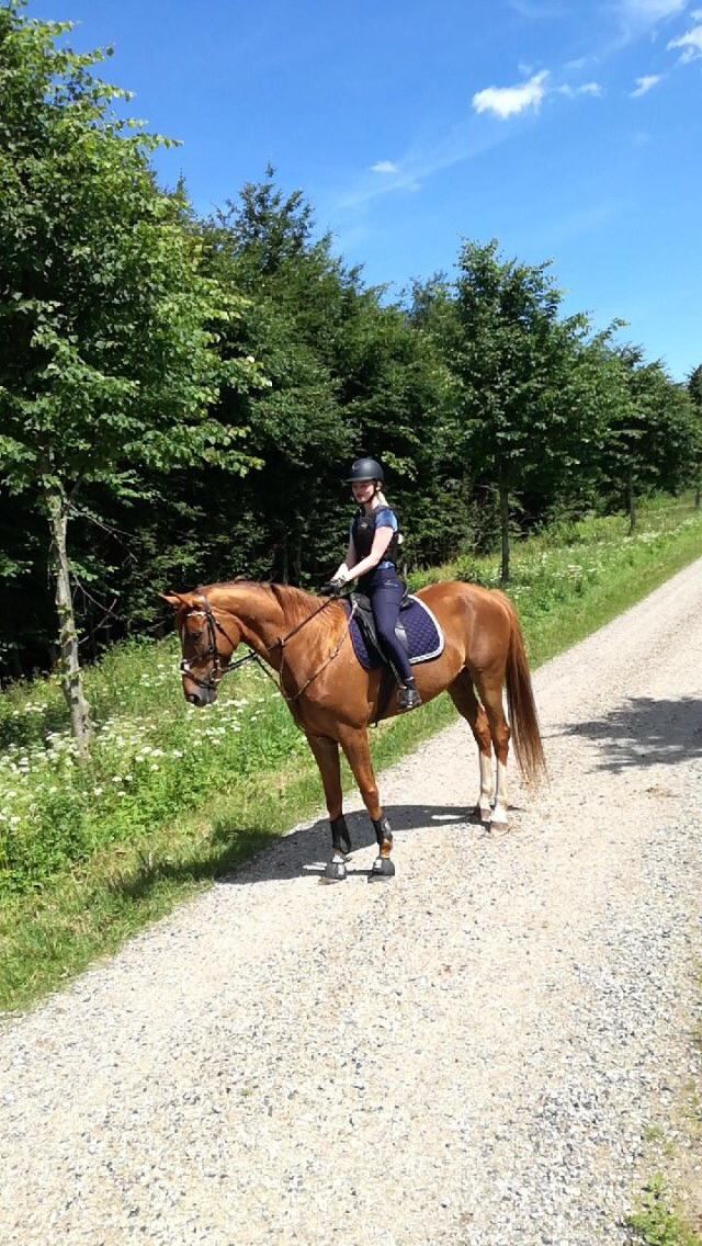 Anden særlig race Nekoline af Sulsted billede 7