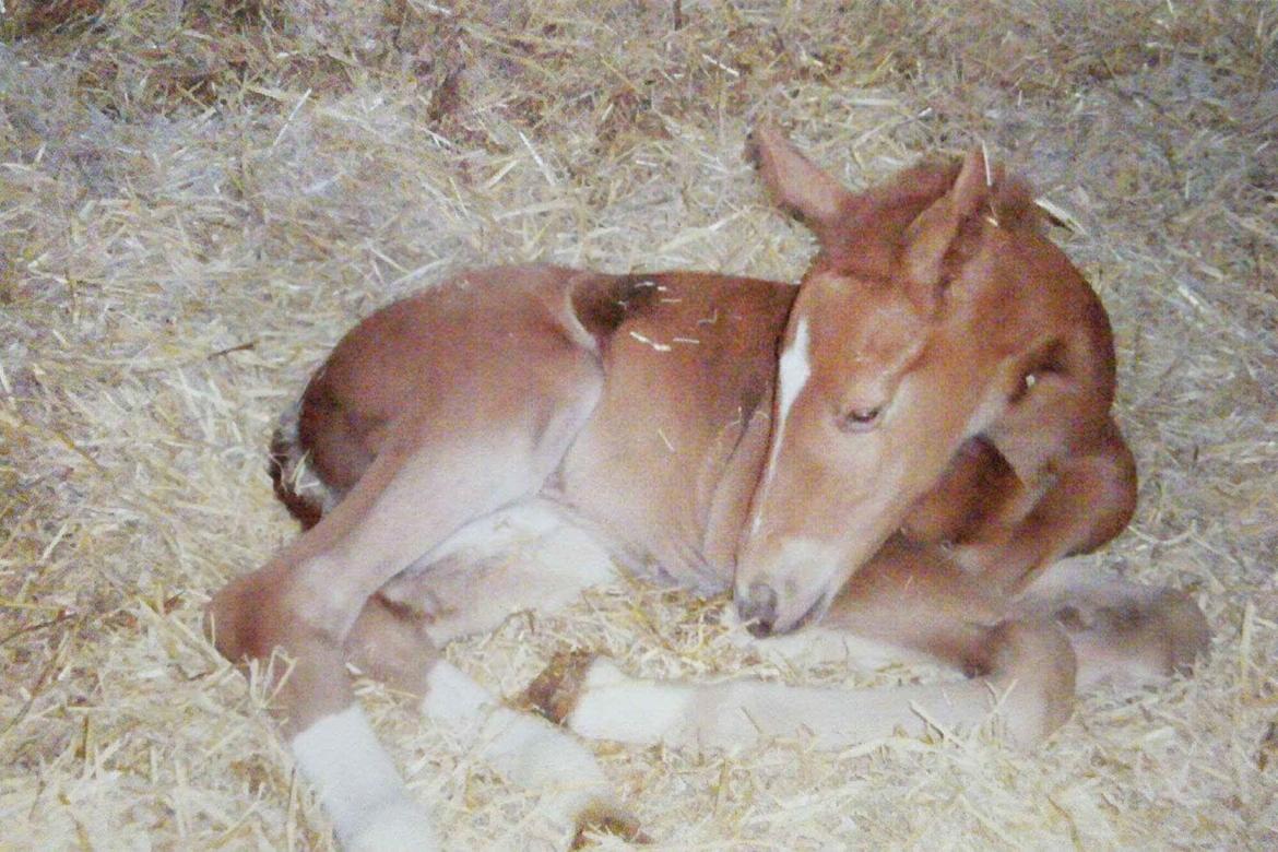 Anden særlig race Nekoline af Sulsted billede 11